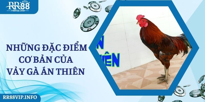 Những đặc điểm cơ bản của vảy gà án thiên 