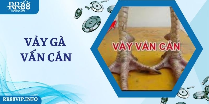 Vảy Gà Vấn Cán – Loại Vảy Hiếm Của Một Linh Kê